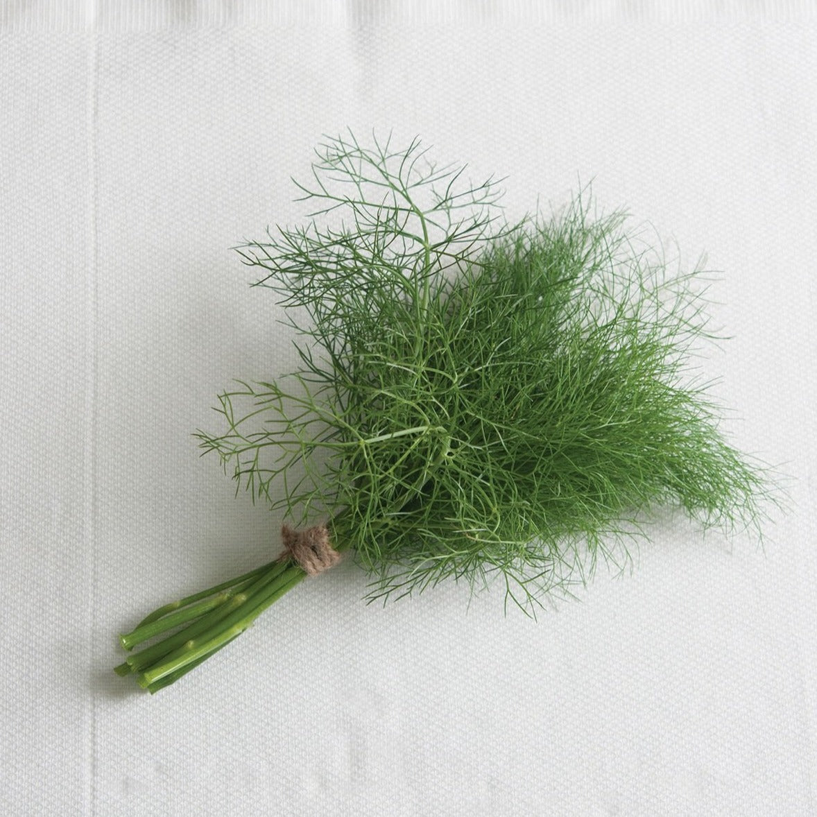 Grosfruchtiger Leaf Fennel