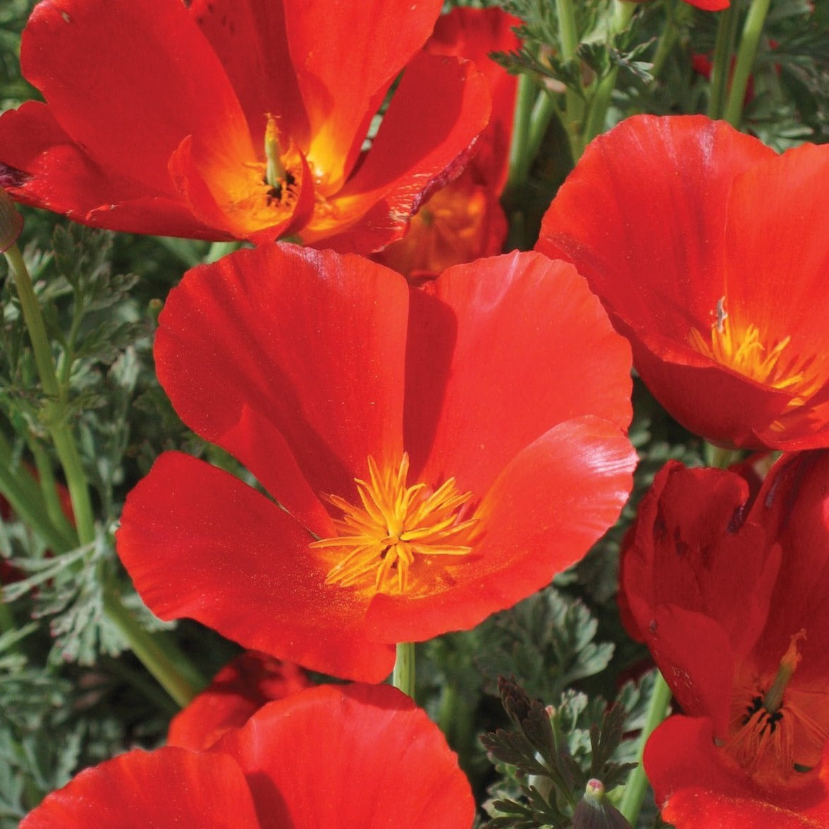 Red California Poppy