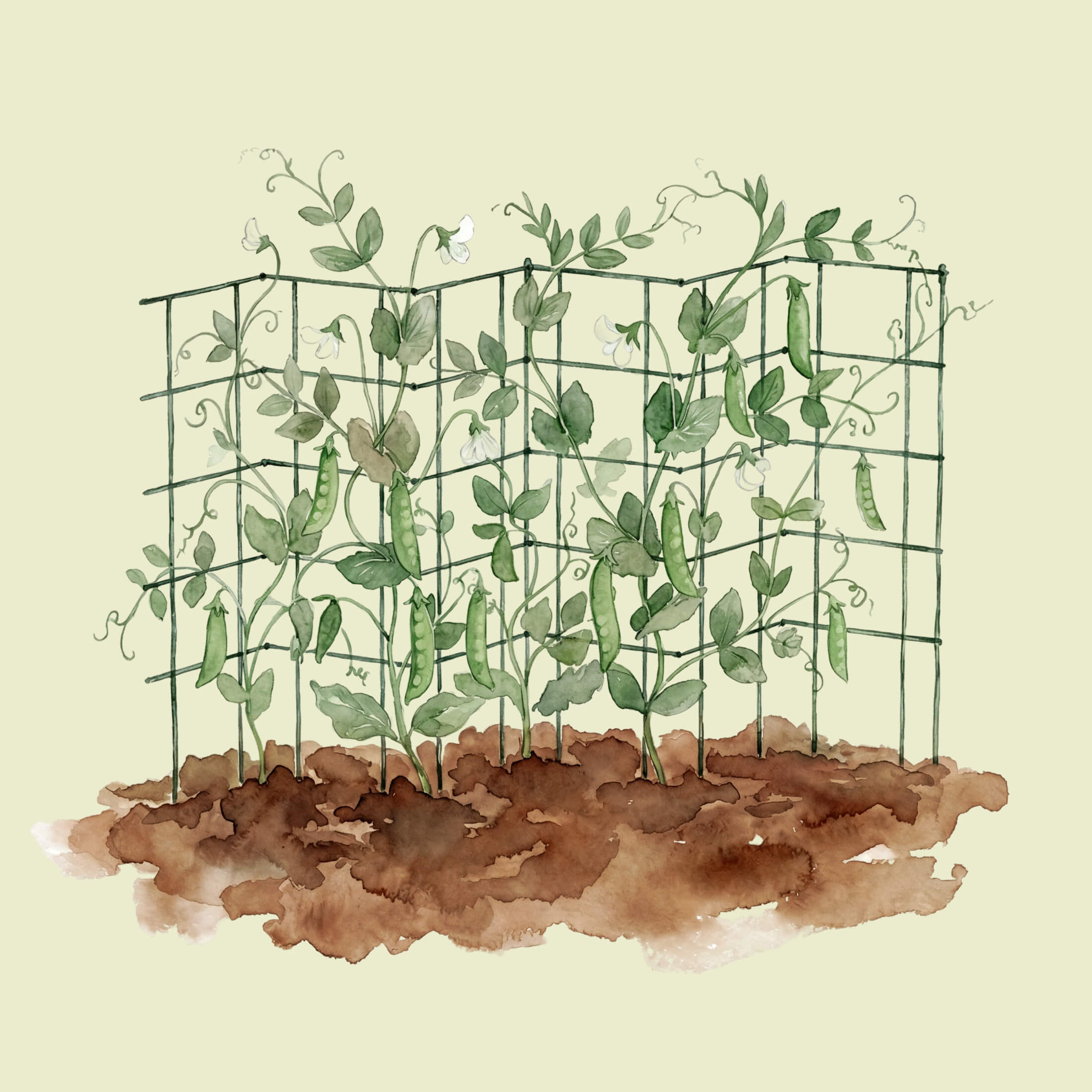 FlexGrow 3-Panel Tomato Cage - 11.5" Triangle