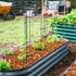 MaxGrow Tomato Tower 6 Tier - 3 Pack
