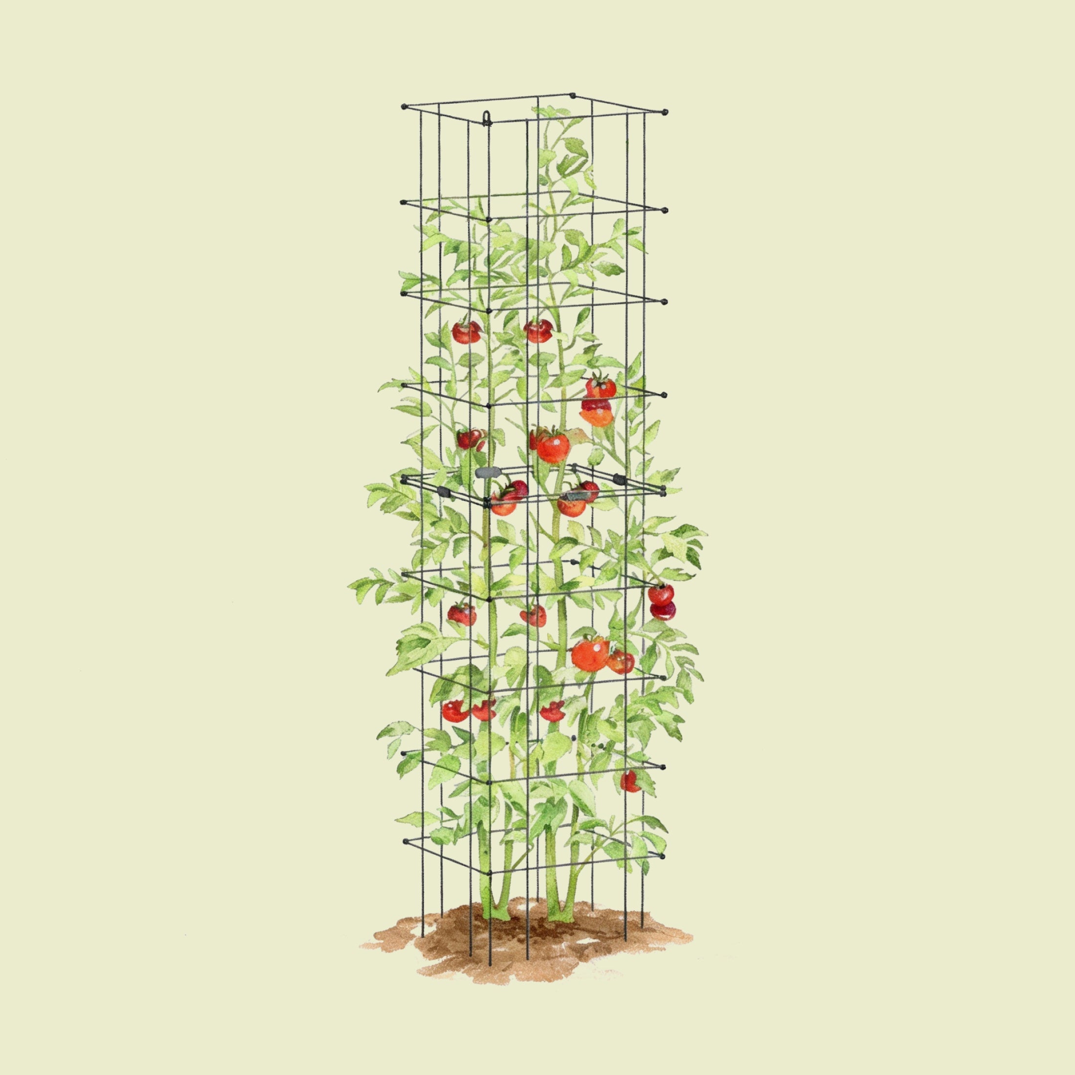 FlexGrow Tomato Cage - 11.5" Square
