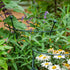 Flower Cage Trumpet - 2 Pack
