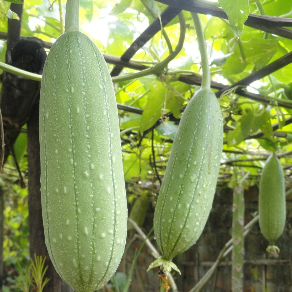 Luffa Gourd