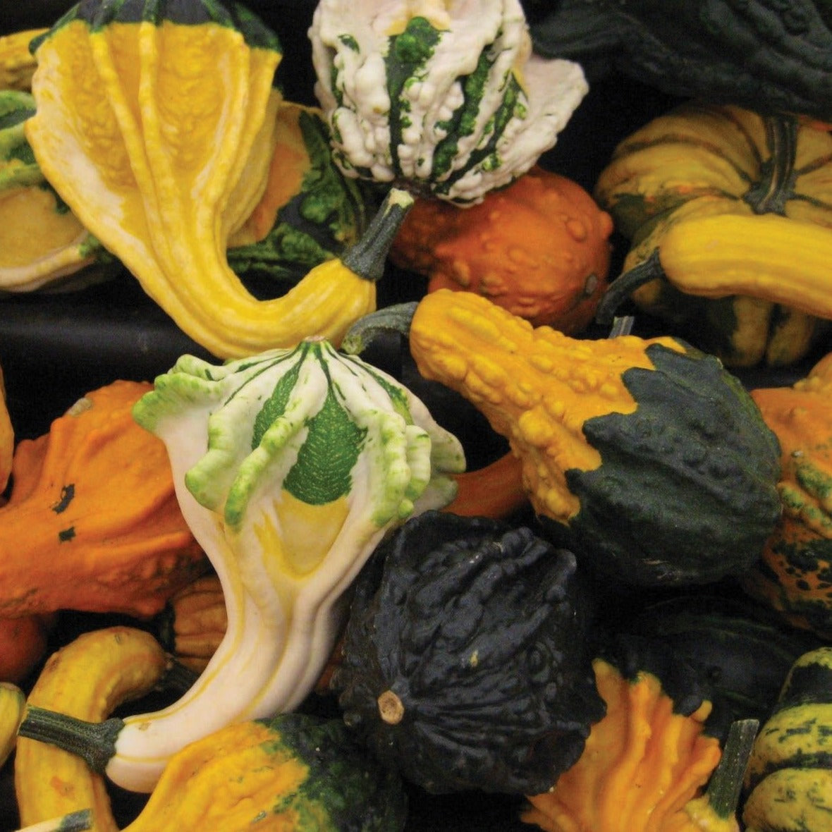 Cornucopia Gourd Mix