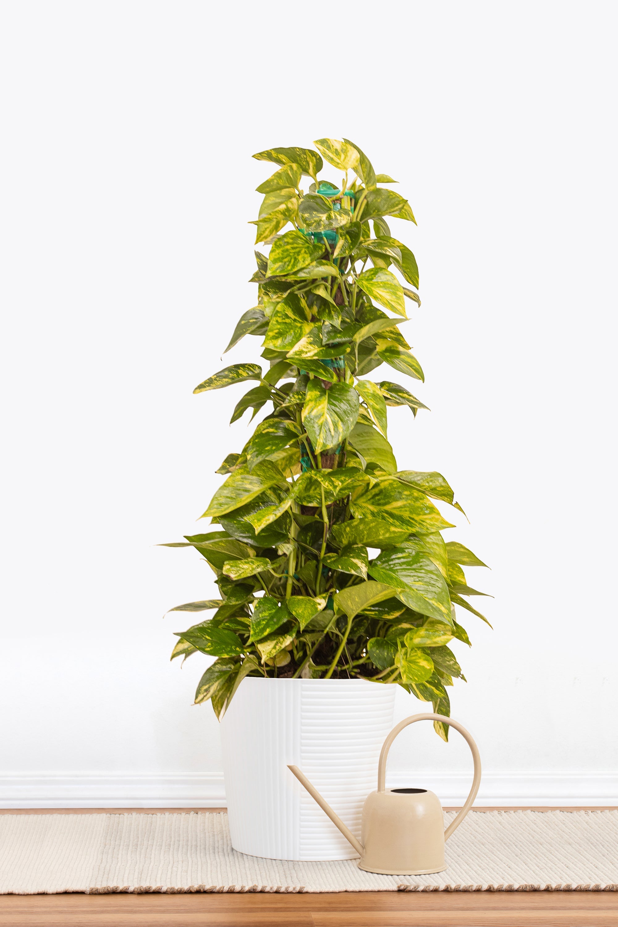 Golden Pothos Totem