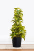 Golden Pothos Totem