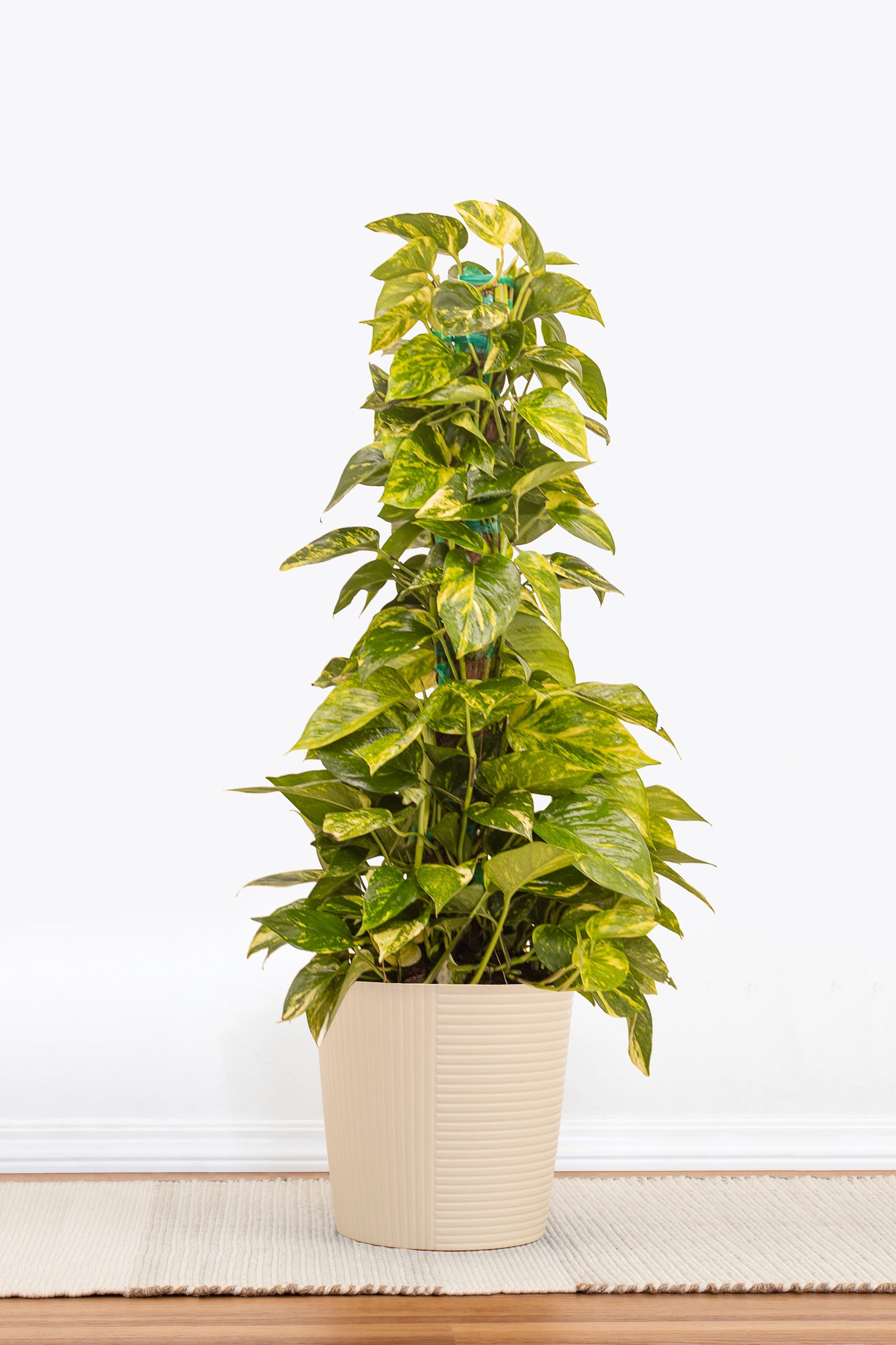 Golden Pothos Totem