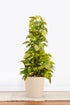 Golden Pothos Totem