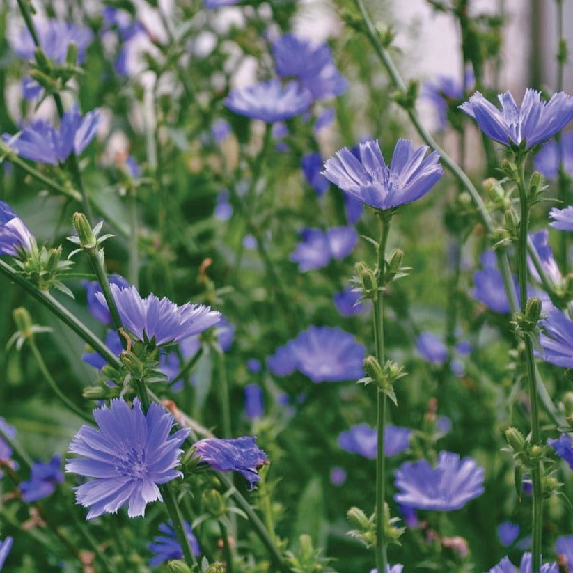 Chicory