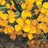 Mexican Mint Marigold