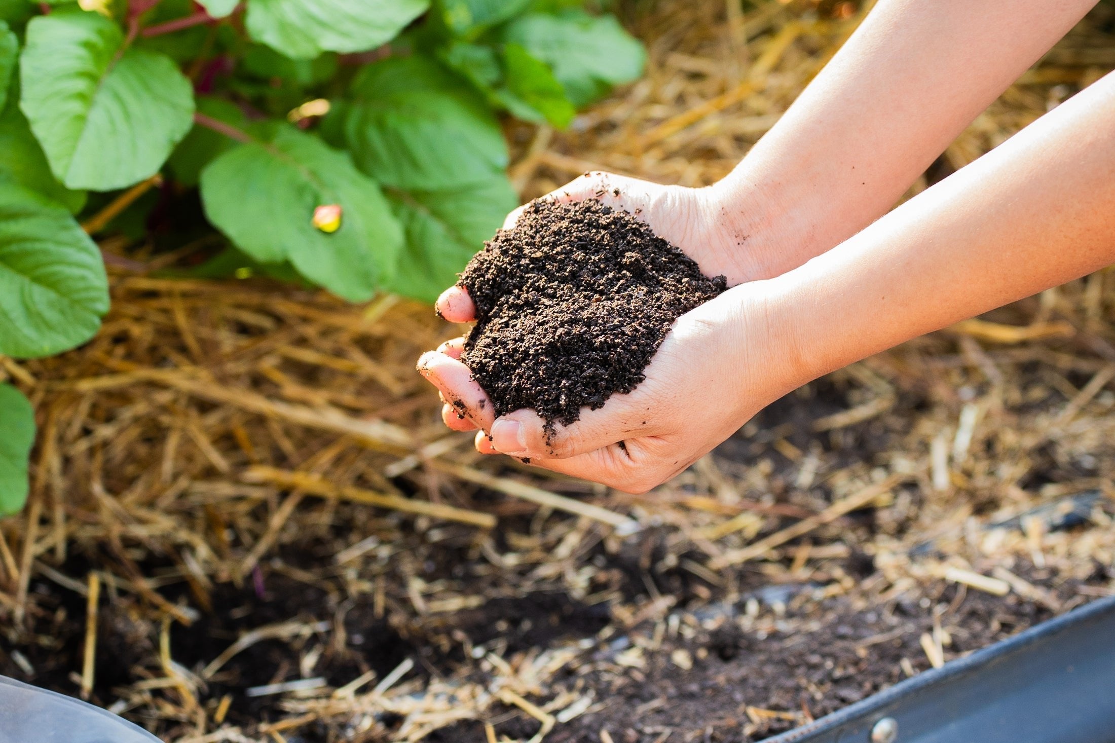 Vego Garden Regenerative Compost