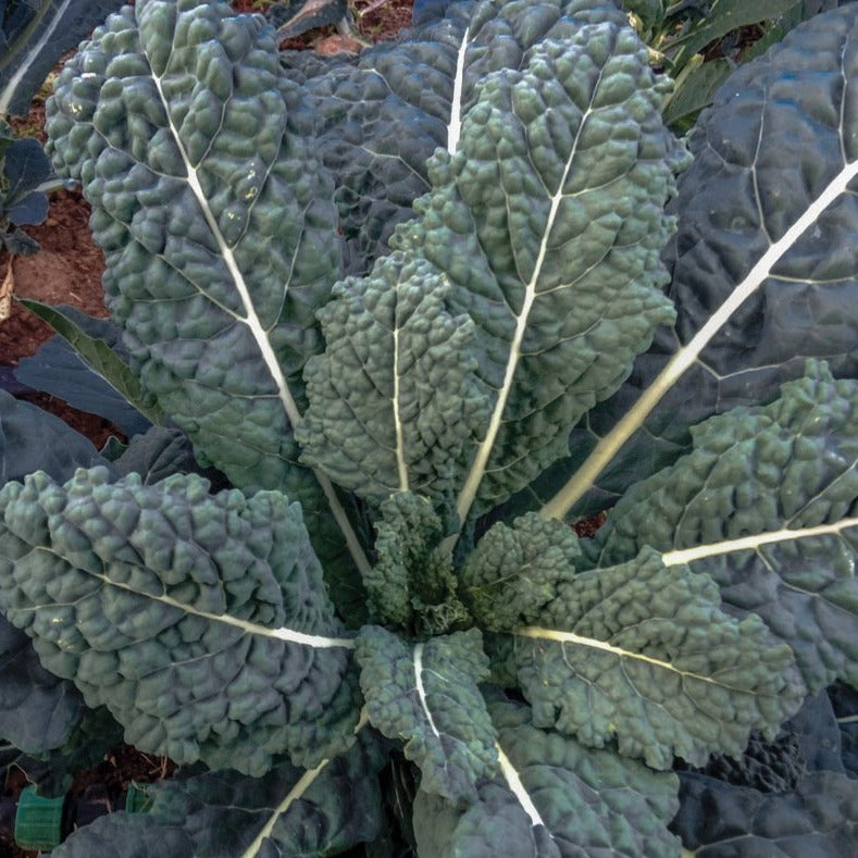 Lacinato (Dinosaur) Kale