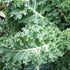 Blue Curled Scotch Kale