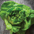 Bibb Butterhead Lettuce