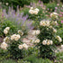 Flower Cage Trumpet - 2 Pack