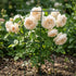 Flower Cage Trumpet - 2 Pack