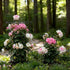 Flower Cage Trumpet - 2 Pack