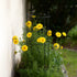 Flower Cage Round - 2 Pack