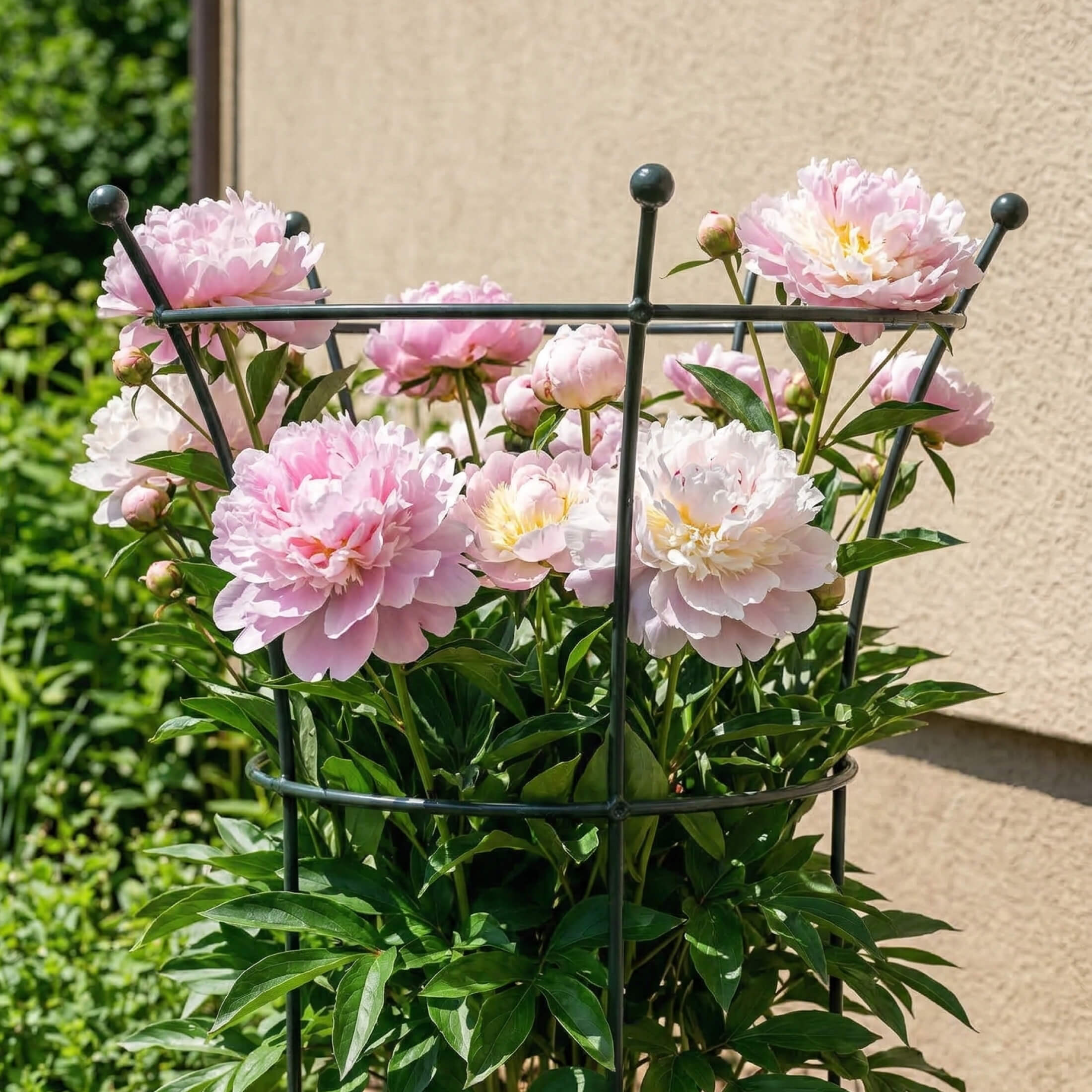 Flower Cage Trumpet - 2 Pack