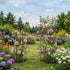 Flower Cage Round - 2 Pack