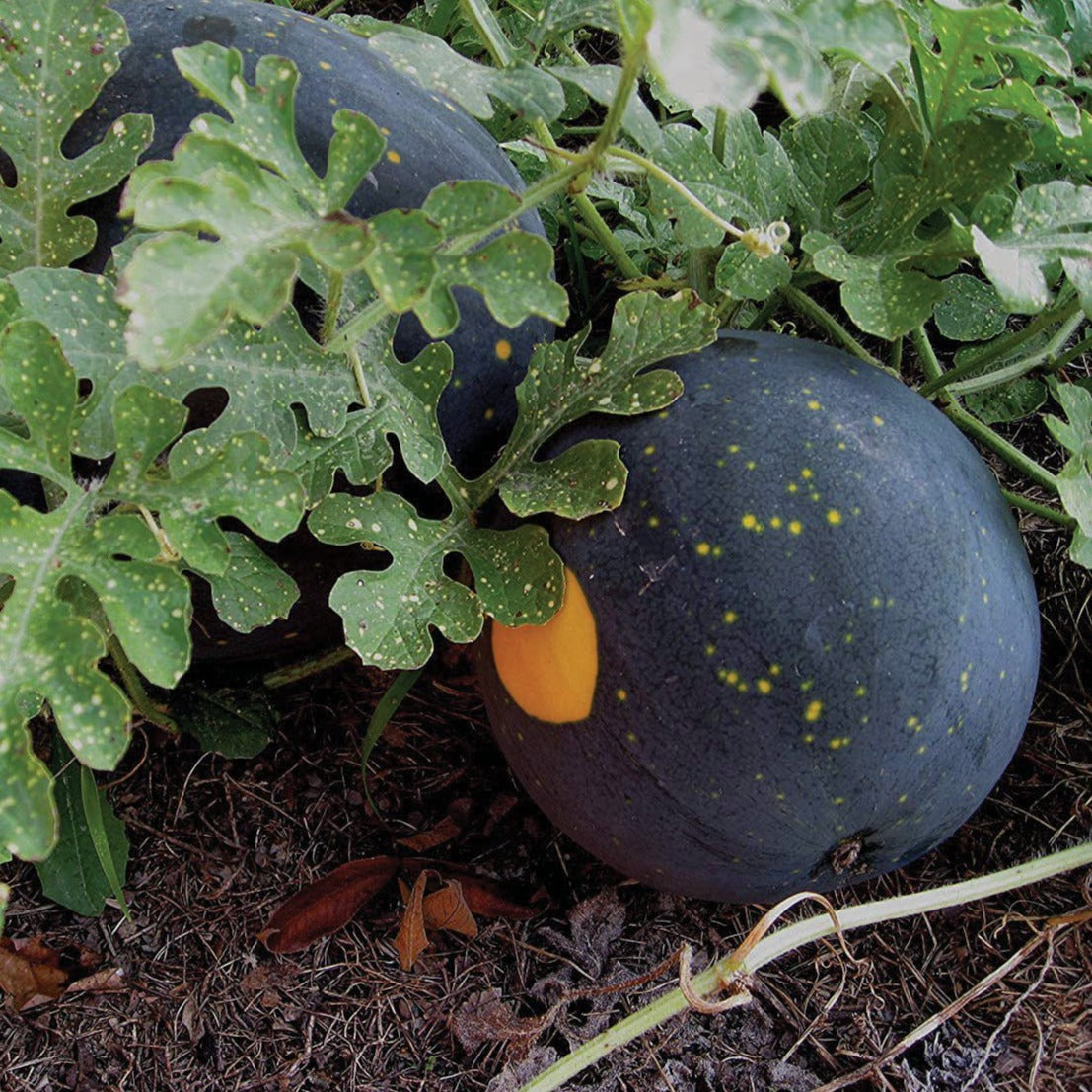 Moon and Stars Watermelon