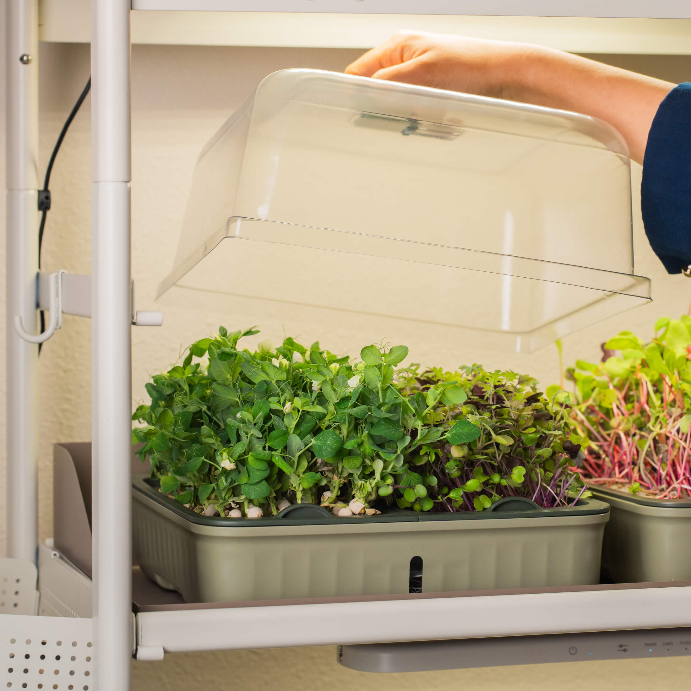2-Pack EZ Microgreens Planter
