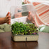 2-Pack EZ Microgreens Planter