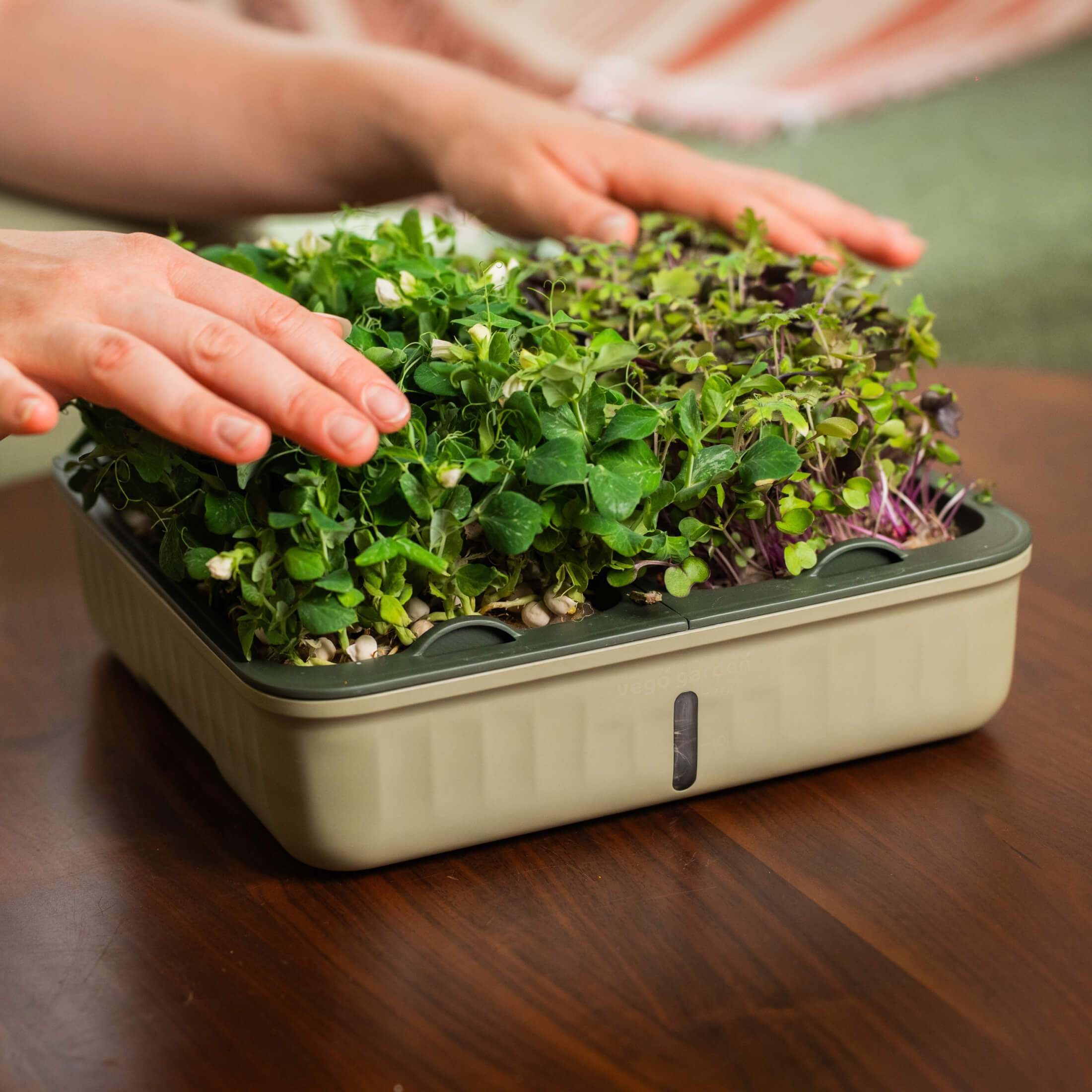 2-Pack EZ Microgreens Planter