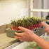 2-Pack EZ Microgreens Planter