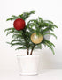 Norfolk Pine Christmas Bundles