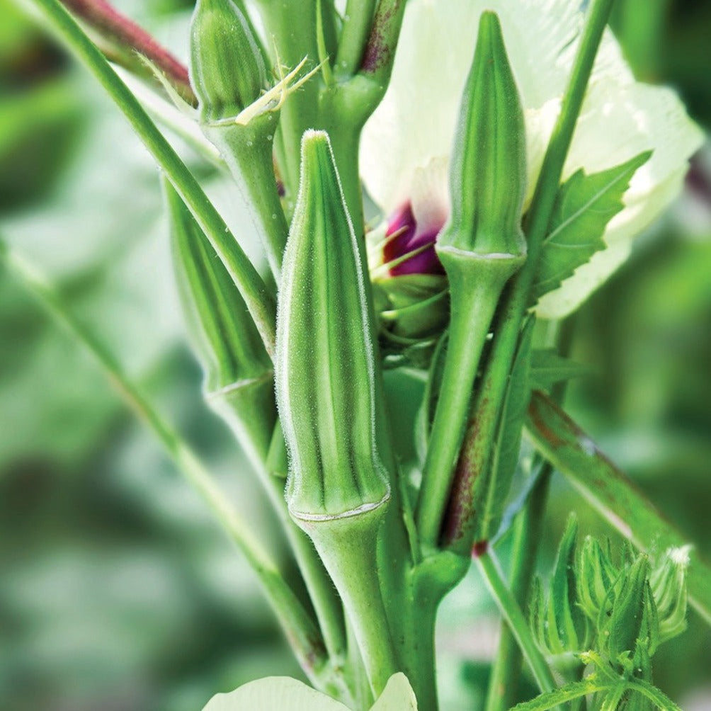 Clemson Spineless Okra