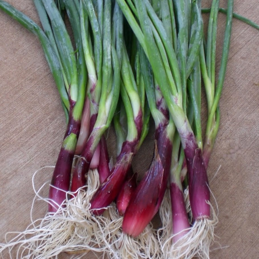 Red Beard Bunching Onion