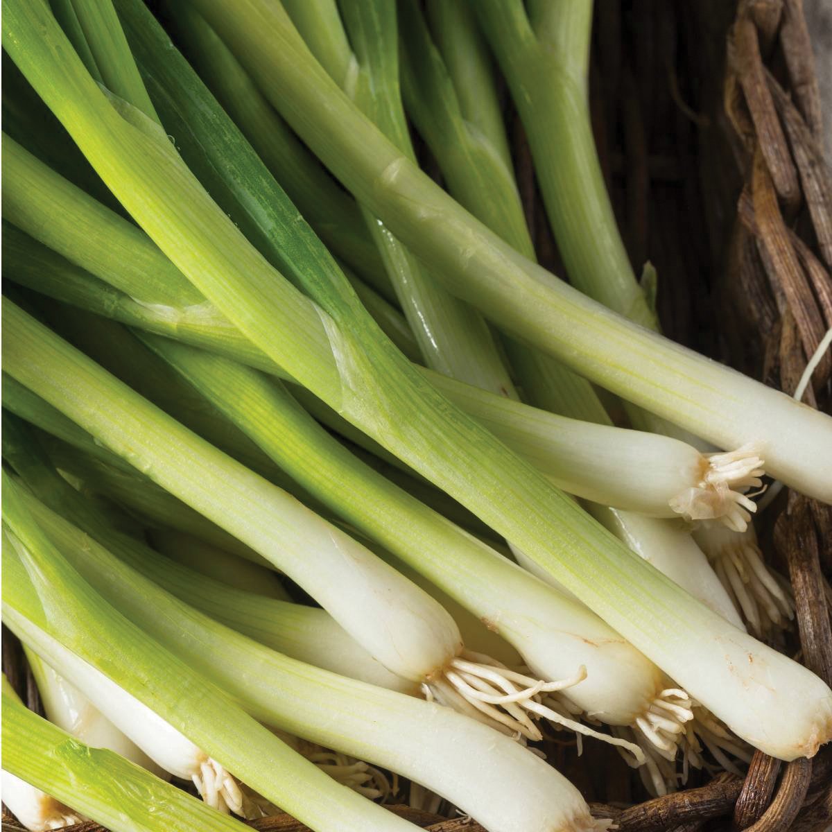 Nebuka Evergreen Bunching Onion