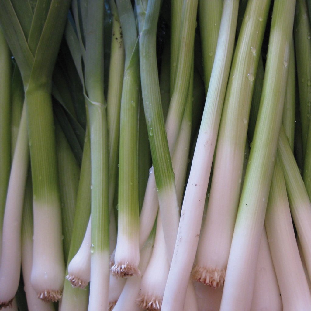 Tokyo Long White Bunching Onion