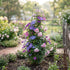 Pyramid Obelisk Garden Trellis - 6.5 ft