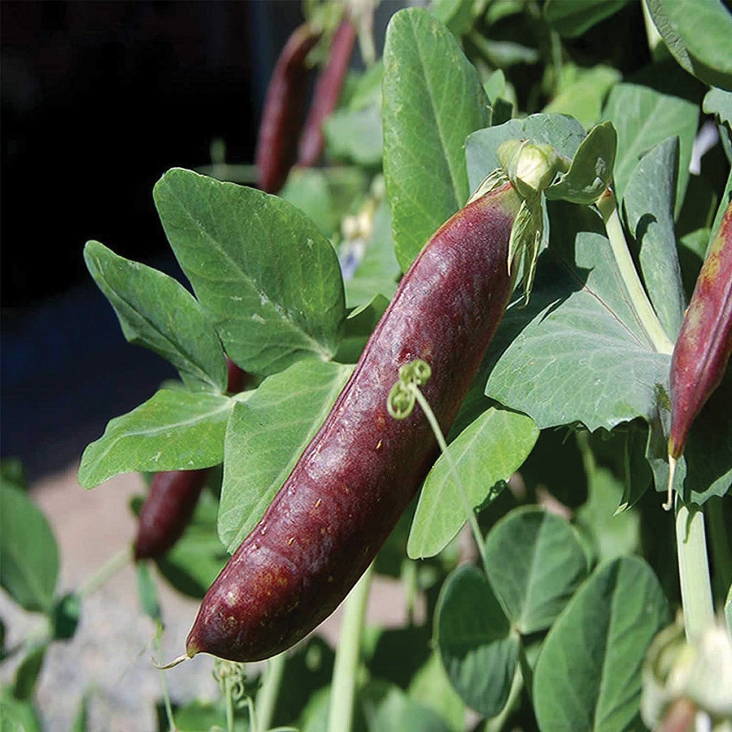 Blue Shelling / Snow Pea