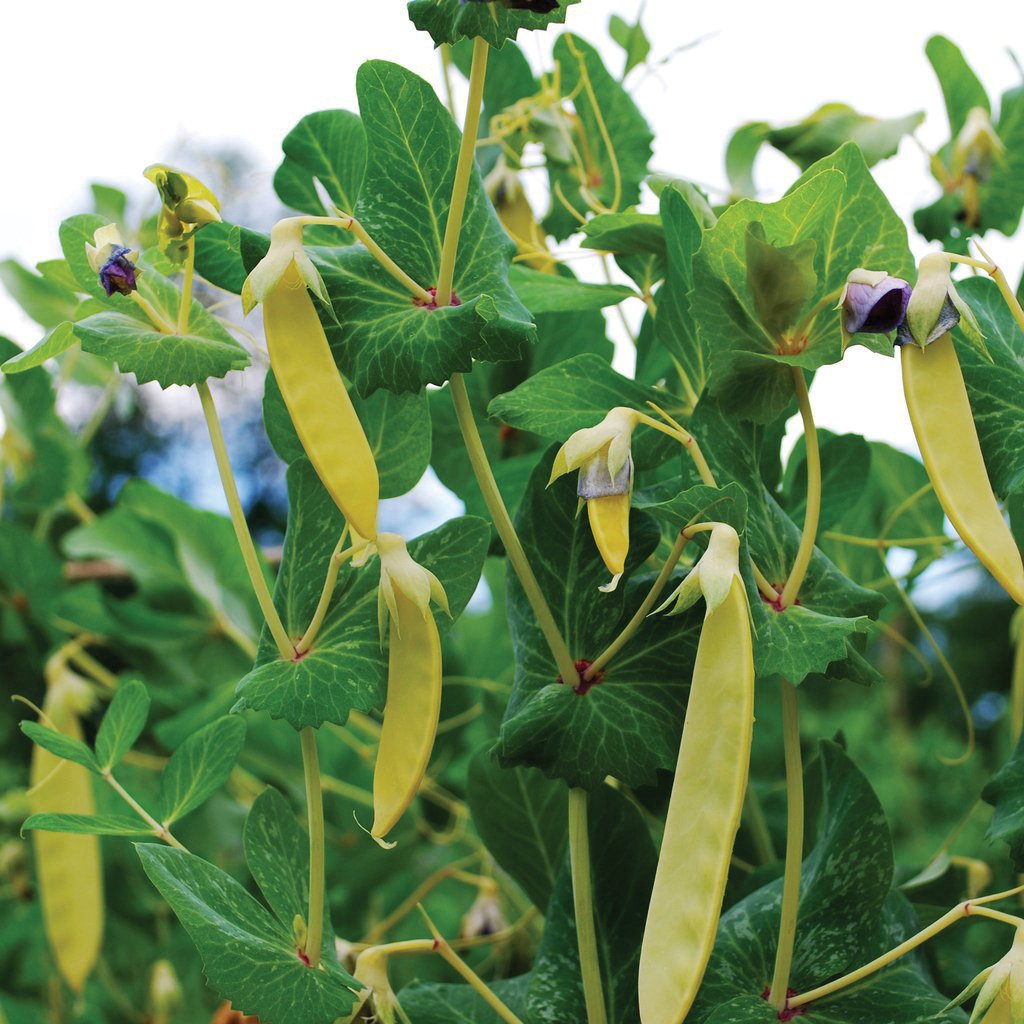 Golden Sweet pea