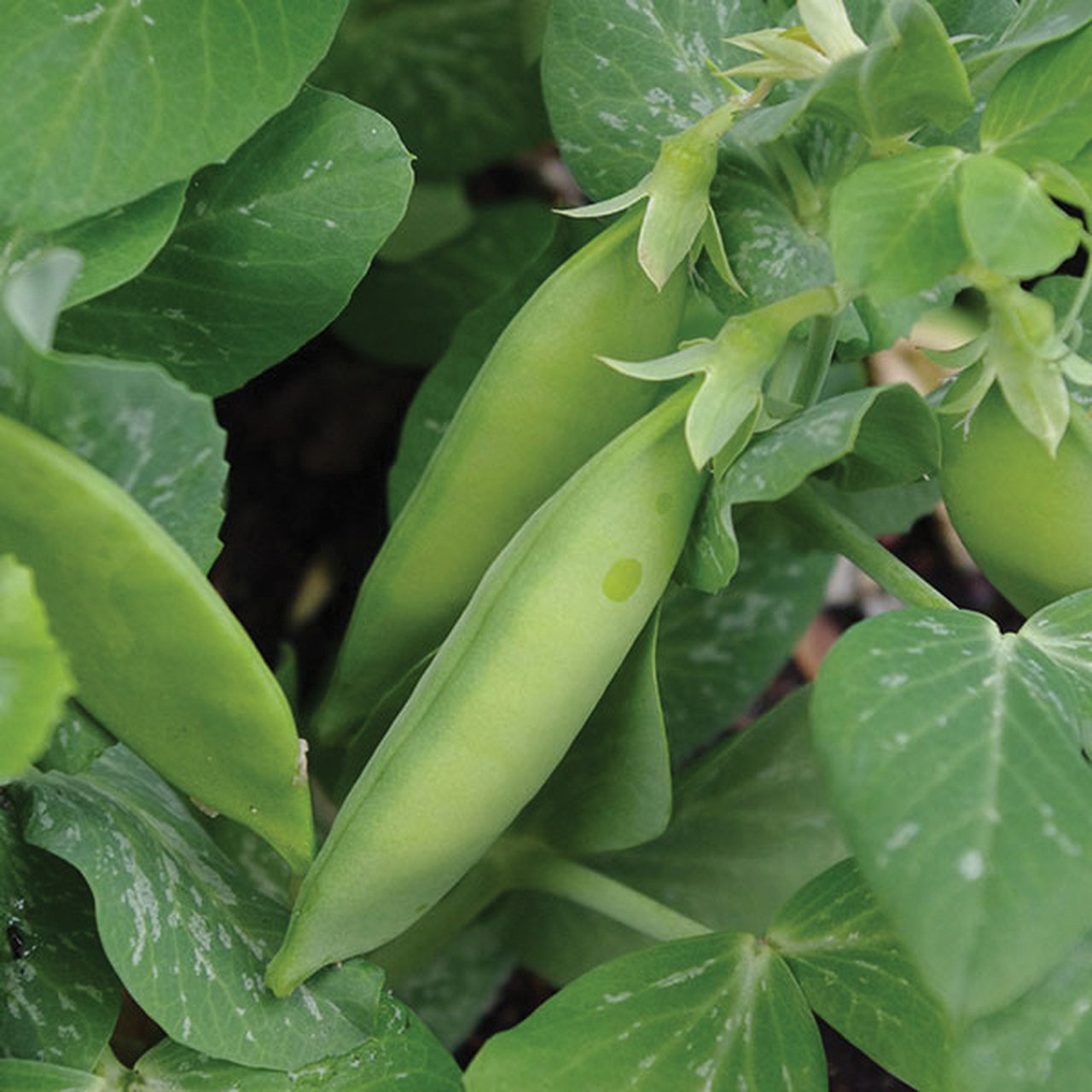 Tom Thumb Dwarf Pea