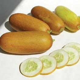 Poona Kheera Cucumber