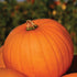 Connecticut Field Pumpkin