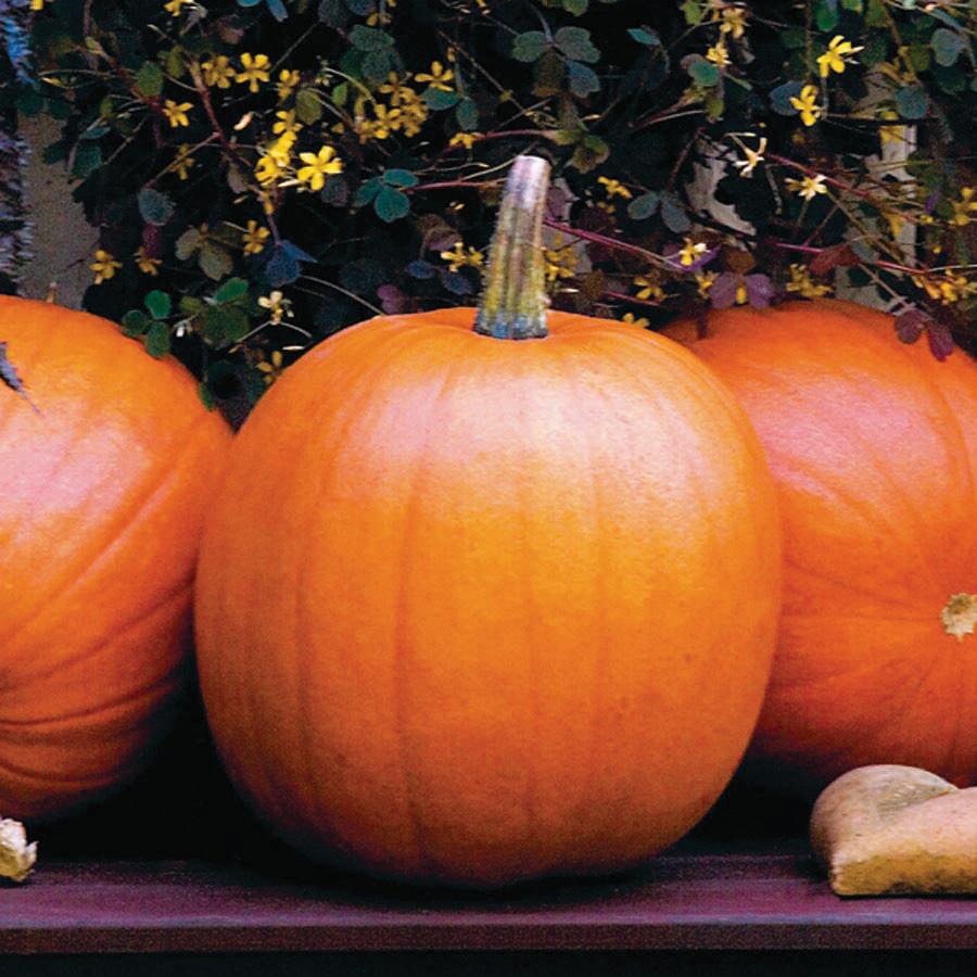 Jack O Lantern Pumpkin