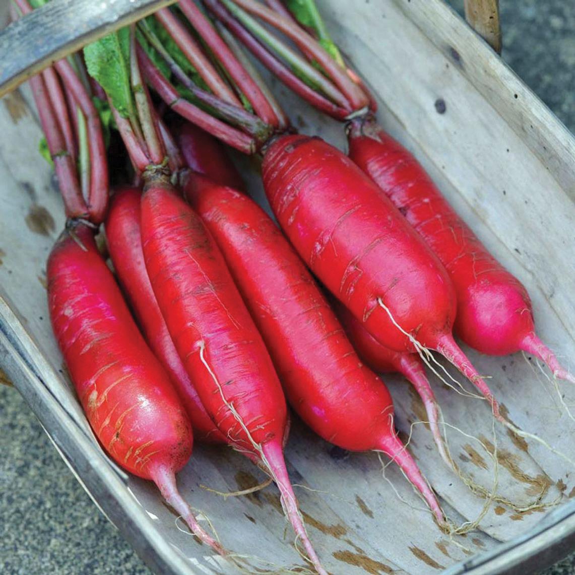 China Rose Radish