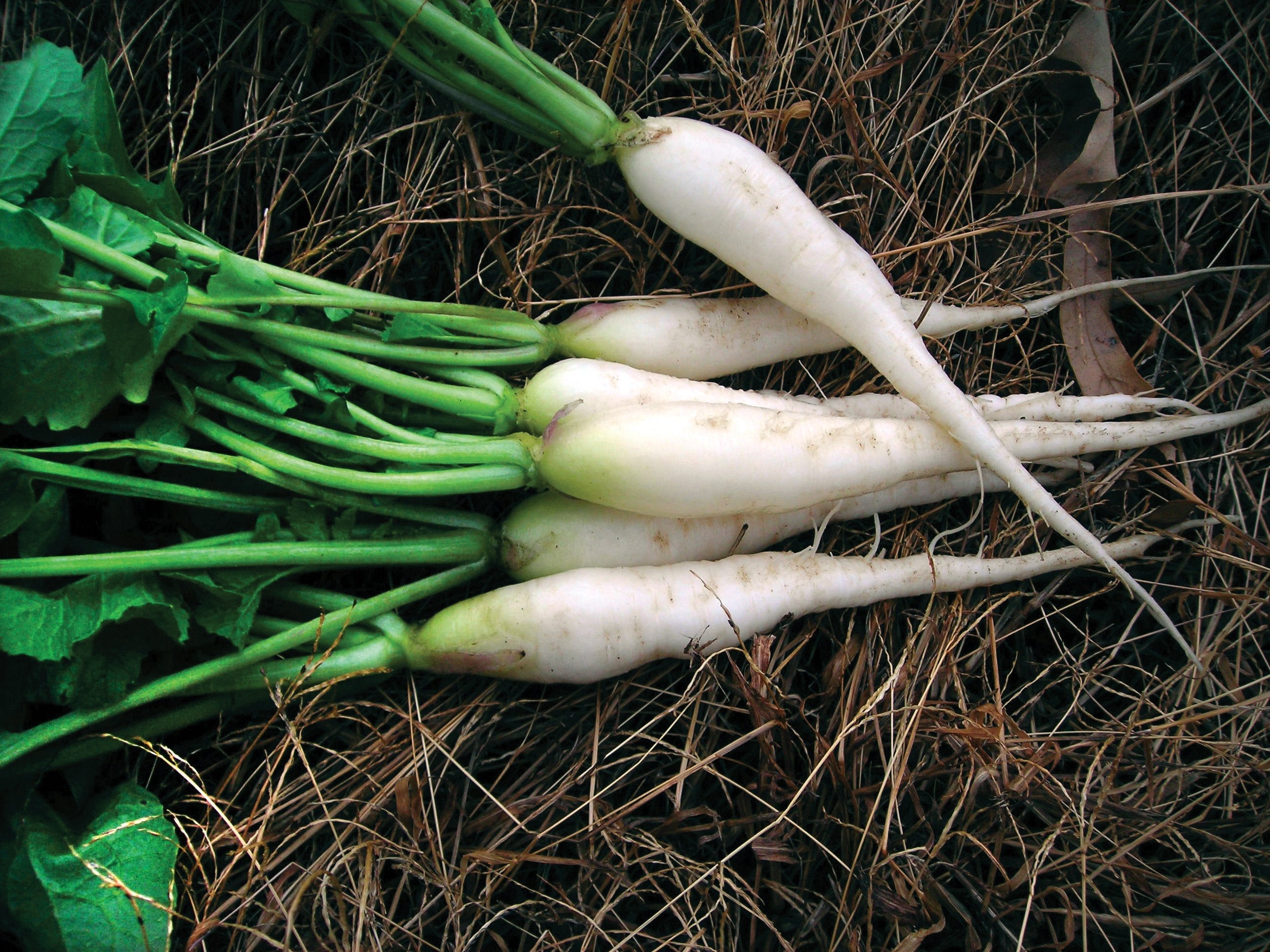 White Icicle Radish