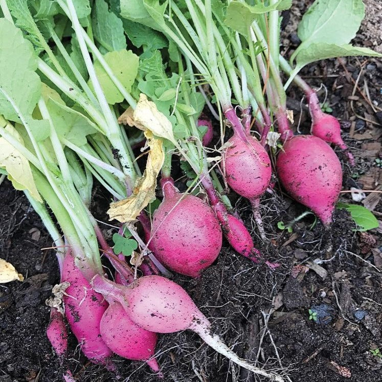 Lady Slipper Radish