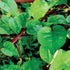 Red Malabar Spinach