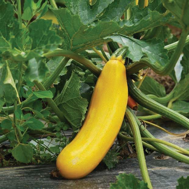 Golden Zucchini