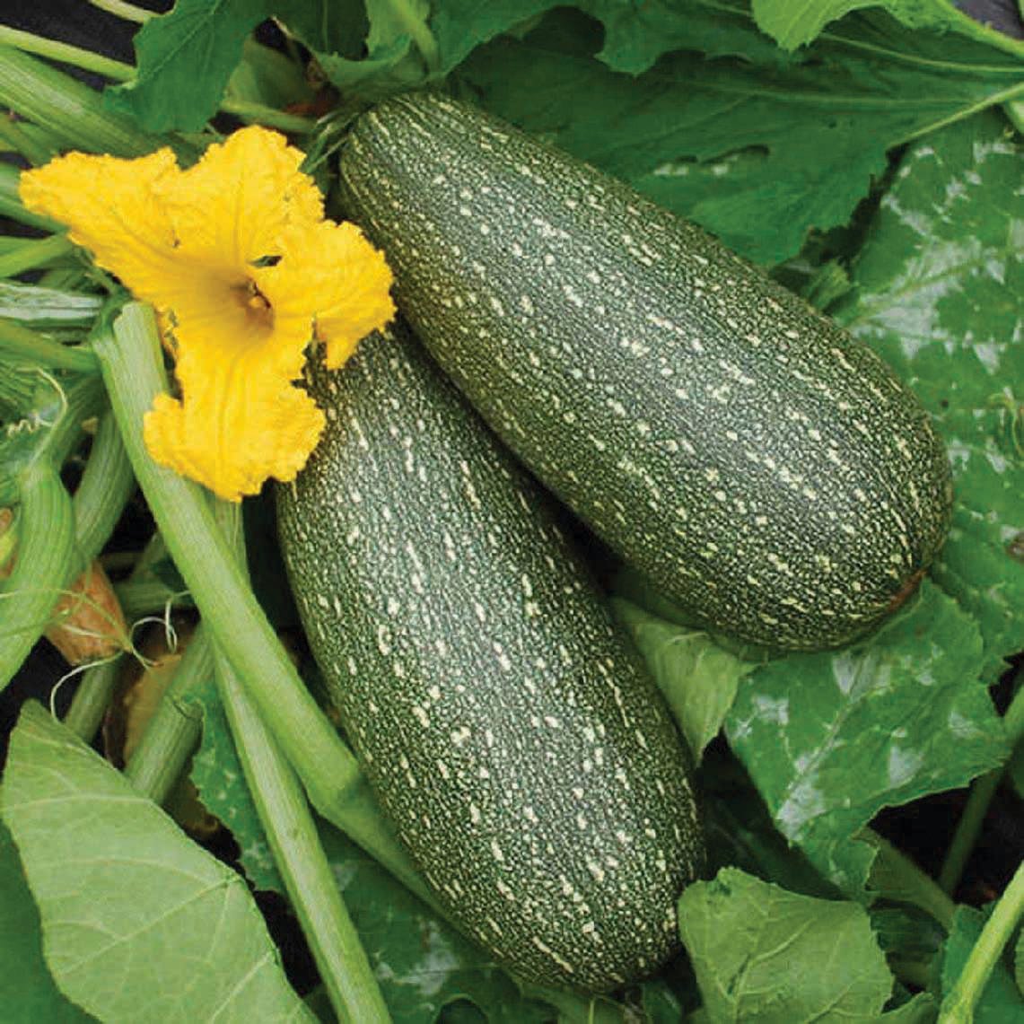 Grey Zucchini