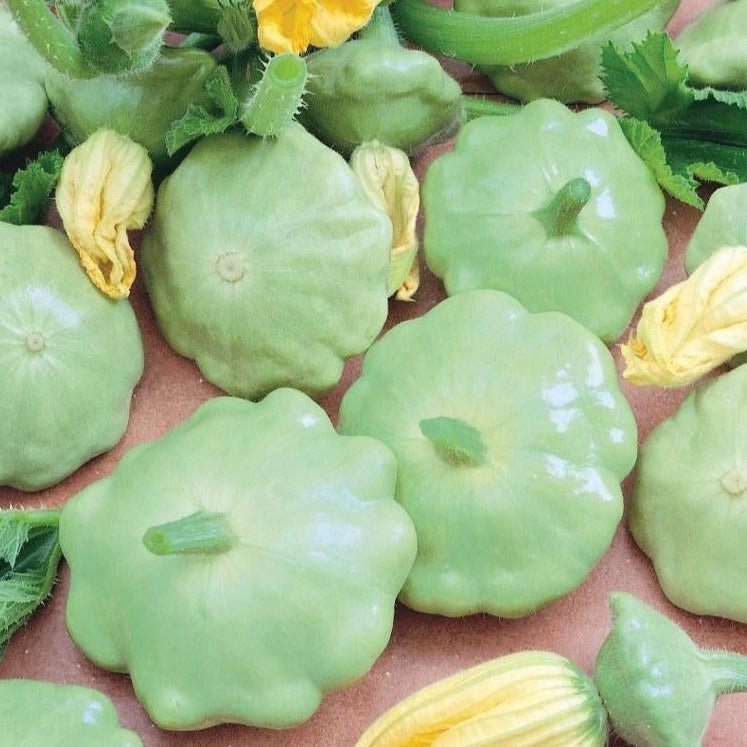 Green Scallop Bennings Squash