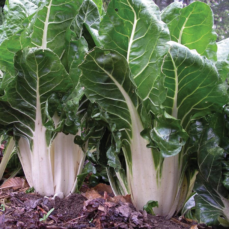 Fordhook Giant Swiss Chard