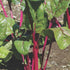 Magenta Sunset Swiss Chard